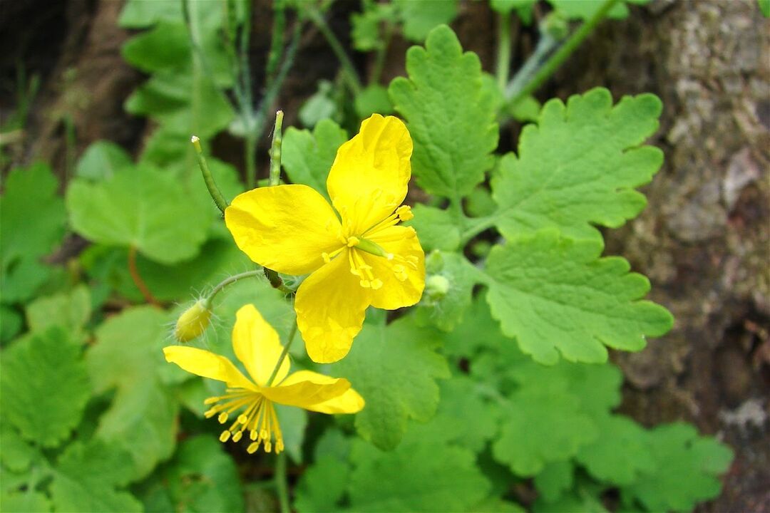 Iarba de Celandine - un remediu popular eficient pentru ciuperca picioarelor